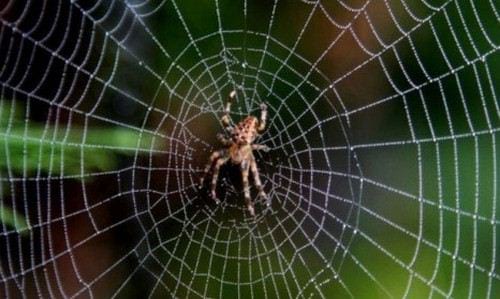 Nằm mơ thấy nhện đánh lô đề con gì? là điềm báo gì?