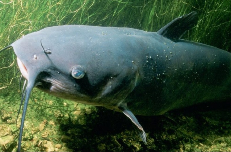 Nằm mơ thấy cá đen: Giải mã chi tiết giấc mơ thấy cá đen và nên đặt cược vào con số nào?